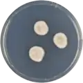 Aspergillus nishimurae growing on CYA plate