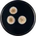 Aspergillus occultus growing on CYA plate