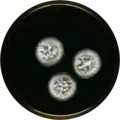 Aspergillus occultus growing on MEAOX plate