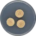 Aspergillus ochraceoroseus growing on CYA plate