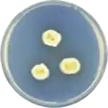 Aspergillus parvulus growing on CYA plate