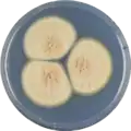 Aspergillus petrakii growing on CYA plate