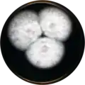 Aspergillus pulvericola growing on MEAOX plate