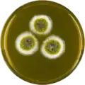 Aspergillus robustus growing on MEAOX plate