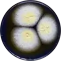 Aspergillus salwaensis growing on CYA plate