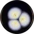 Aspergillus salwaensis growing on MEAOX plate