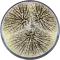 Aspergillus sclerotioniger growing on CYA plate