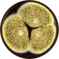 Aspergillus sclerotioniger growing on MEAOX plate