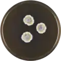 Aspergillus silvaticus growing on MEAOX plate