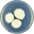 Aspergillus similis growing on CYA plate