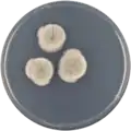 Aspergillus spathulatus growing on CYA plate