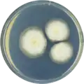 Aspergillus striatulus growing on CYA plate