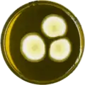 Aspergillus striatulus growing on MEAOX plate