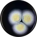 Aspergillus subramanianii growing on MEAOX plate