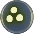 Aspergillus taichungensis growing on CYA plate