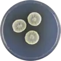 Aspergillus tatenoi growing on CYA plate