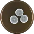 Aspergillus tatenoi growing on MEAOX plate