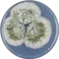 Aspergillus transmontanensis growing on CYA plate