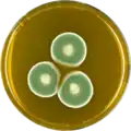 Aspergillus unguis growing on MEAOX plate