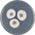 Aspergillus venezuelensis growing on CYA plate