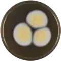 Aspergillus westlandensis growing on MEAOX plate