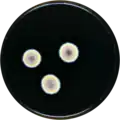 Aspergillus zutongqii growing on MEAOX plate