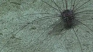 "Aspidodiadema arcitum" seen off Hawai'i by NOAA Okeanos Explorer mission