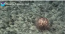 "Aspidodiadema hawaiiense" observed off Hawaii by the NOAA Okeanos Explorer mission in 2015