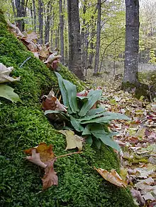 Example of the North American variety