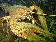 Crayfish