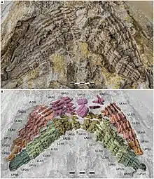 Jaws of Asteracanthus, showing the arrangement of the teeth in jaws. The teeth were designed for grasping