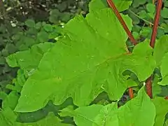 Leaf