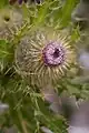 Indian Thistle