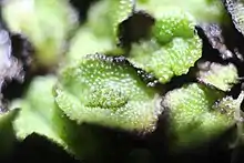 Macro image of male Asterella californica showing antheridia