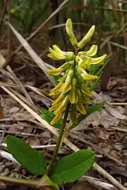 Astragalus glycyphyllos