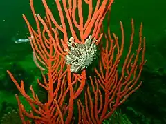 Basket star Astrocladus euryale at the Drop Zone in north eastern False Bay