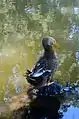 A duck in the larger pond.