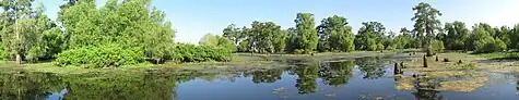 Panorama of the Atchafalaya Basin