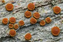 A group of orange, disc-shaped lichen on a grey stone surface.