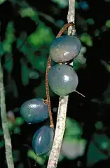 Ripe blue fruit