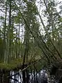 Chamaecyparis thyoides in bog habitat, Franklin Parker Reserve in New Jersey