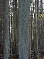 C. thyoides trunks in Franklin Parker Reserve