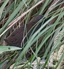  Dark rail standing on old fishing nets hidden by grass