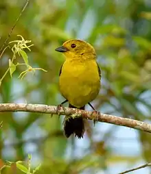 Yellow-headed brushfinch (Atlapetes flaviceps)