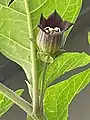 Single flower, showing long pedicel springing from leaf axil.