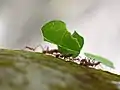 Atta cephalotes a leafcutter ant