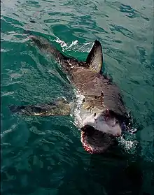 Clear agonistic gaping behavior observed in Great White Shark.