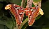 Attacus atlas, another similar species