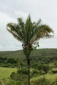 Tall, single-stemmed palm standing alone in a field of grass with scattered shrubs and palms. The low hills in the background are forested. The leaves are all angled above horizontal, and are shorter than the stem. A single brownish-yellow infructescence is visible just below the leaves. The lower half of the stem is bare, but the upper half has old leaf-based still attached. Ferns and a strangler fig grow on the upper part of the stem just below the leaves, rooted in the old leaf bases.