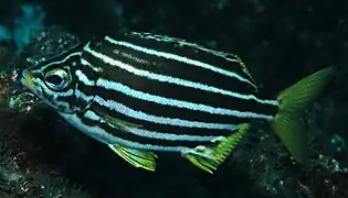 Atypichthys latus